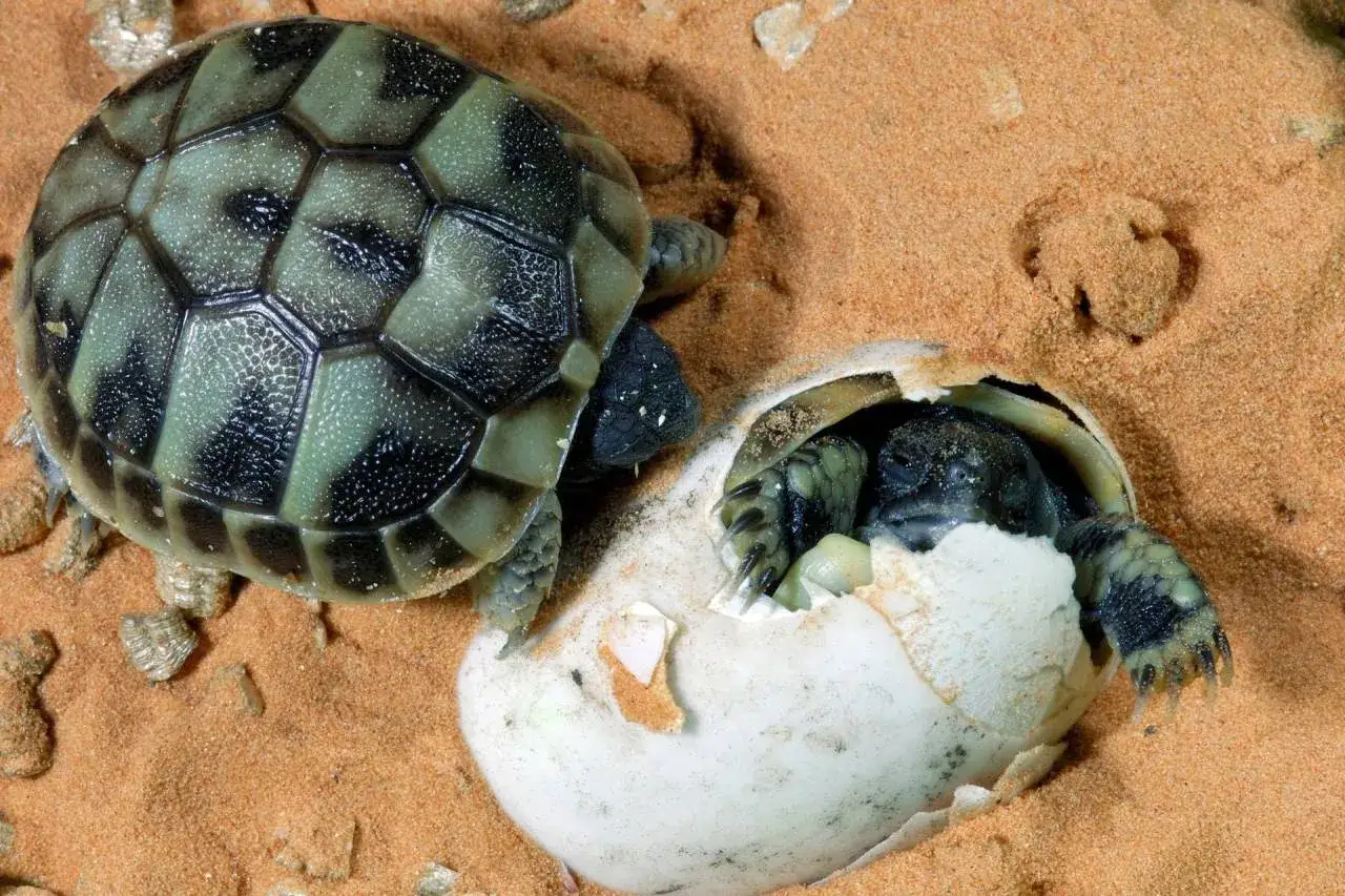 Un nom bébé tortue sort de sa coquille, une autre tortue à la carapace verte et noire est à côté, sur le sable.
