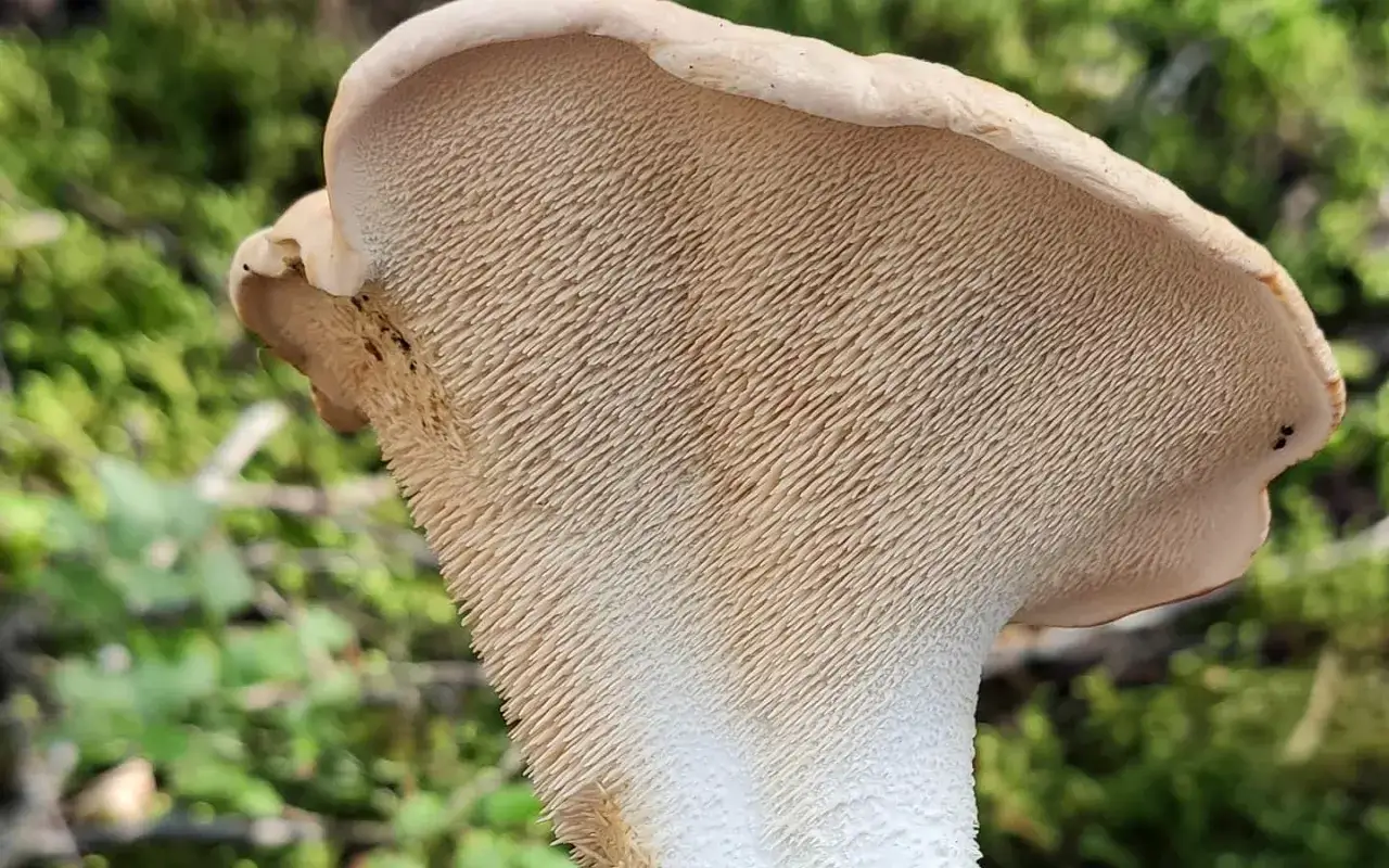 Gros plan sur le pied de mouton, un champignon à la texture unique, avec ses aiguillons clairs sur fond de verdure.