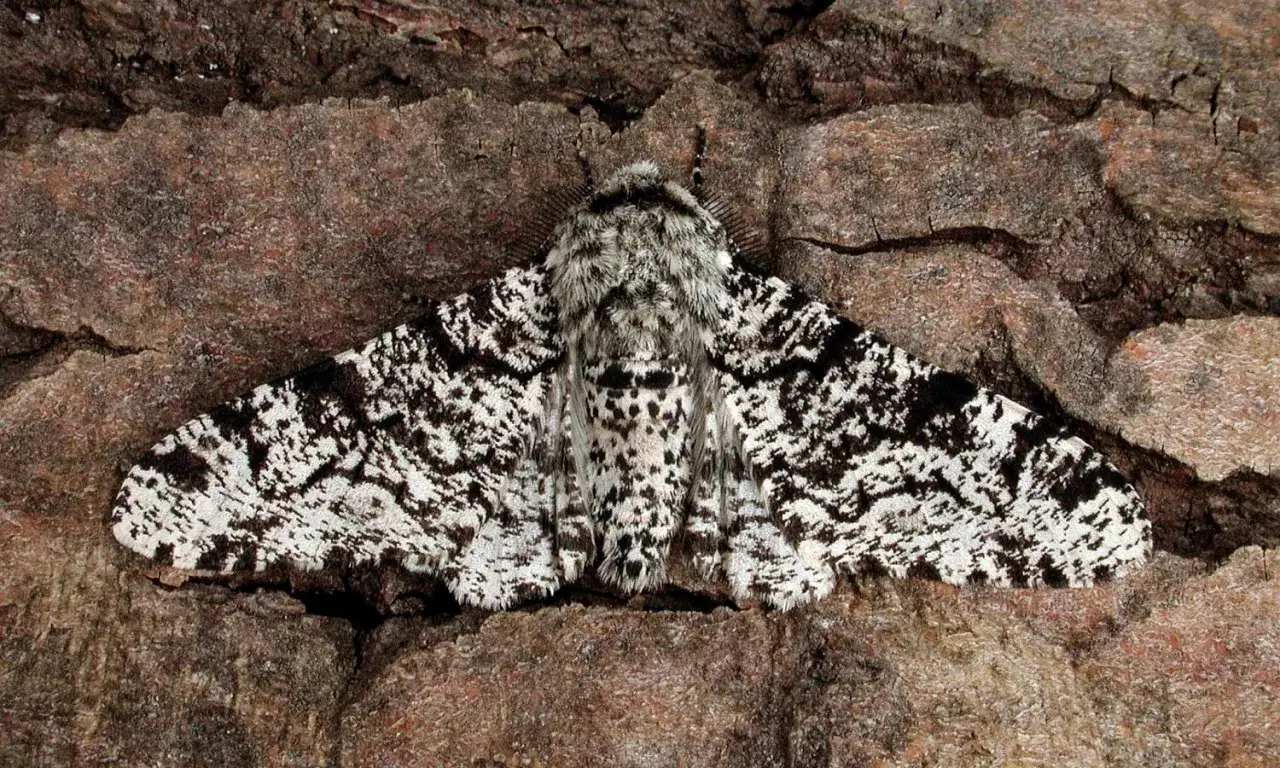 Une phalène du bouleau, camouflée sur un tronc d'arbre, arbore un motif noir et blanc rappelant l'écorce.