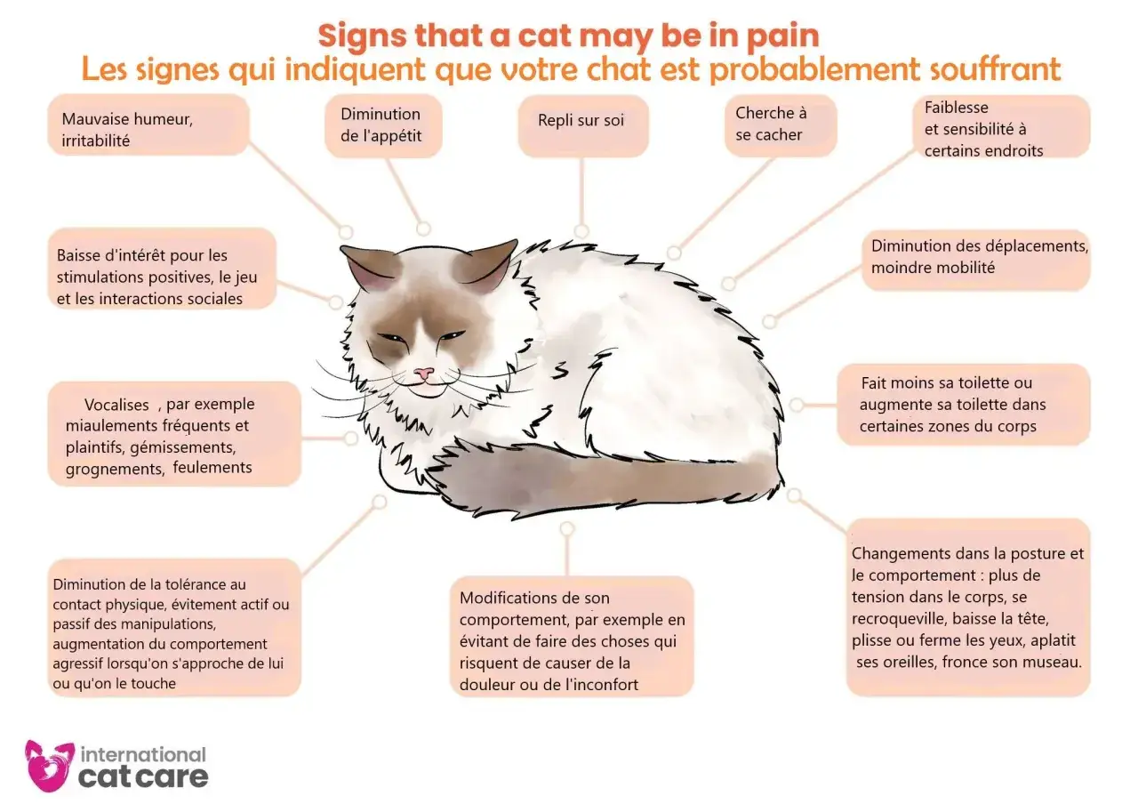 Ce chat, aux signes évidents de malaise, semble-t-il sent sa mort venir ? Il est irritable, se cache, et sa mobilité est réduite.