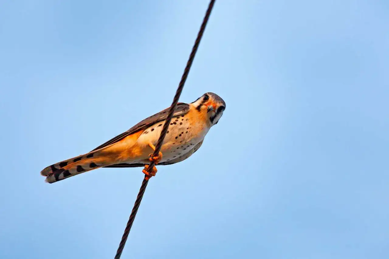 Petit faucon perché sur un fil électrique, illustrant pourquoi les oiseaux ne sont pas électrocutés.