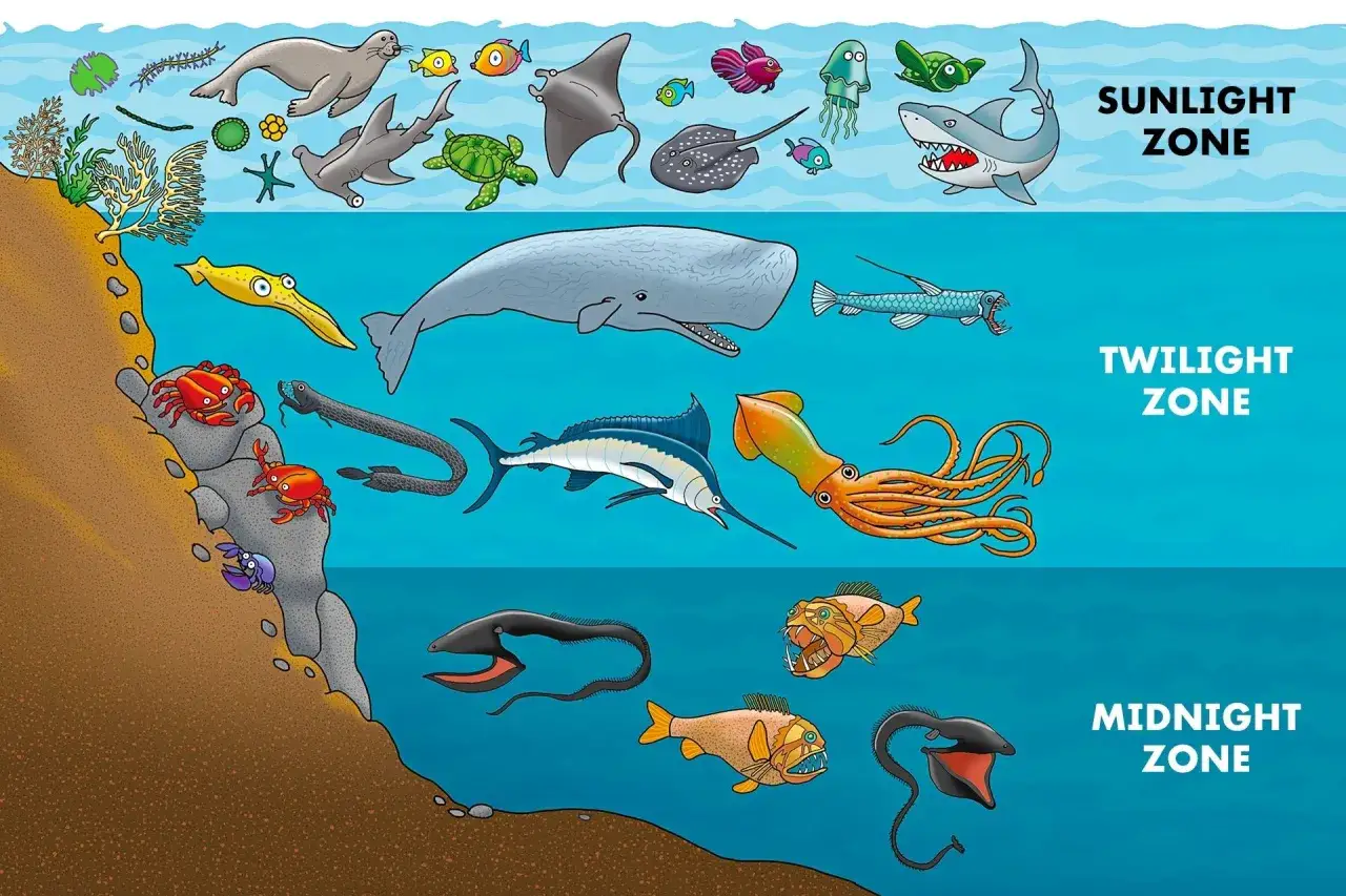 Illustration des zones océaniques : zone de lumière, zone crépusculaire et zone abyssale. La profondeur de recherche de poissons révèle des créatures variées.