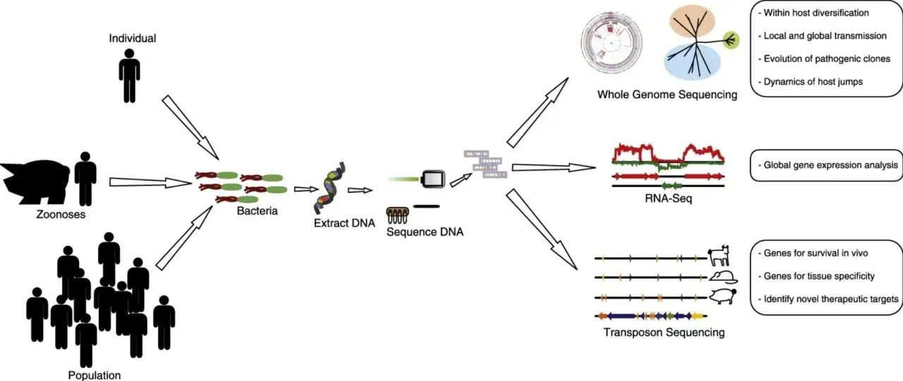 Schéma illustrant le séquençage haut débit de bactéries issues de zoonoses ou de populations, pour analyser leur génome, leur expression génique ou leurs transposons.
