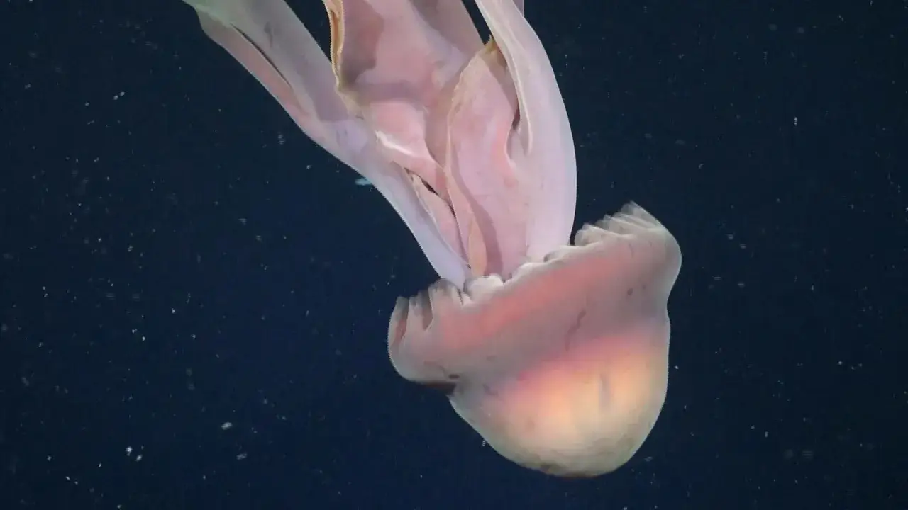 Une méduse géante de 75m, aux teintes rosées, flotte dans les profondeurs sombres, ses longs tentacules ondulant doucement.