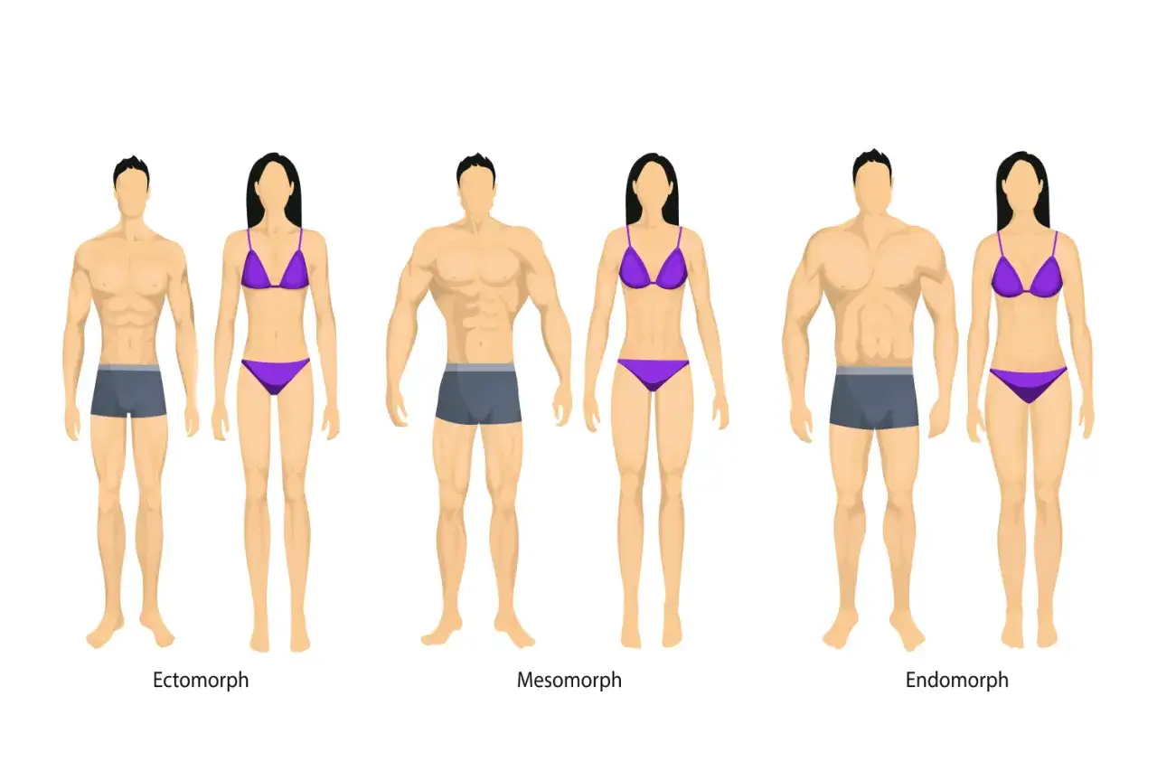 Trois paires de silhouettes masculines et féminines illustrent les types de corps : ectomorphe, mésomorphe avec un corps un peu musclé, et endomorphe.