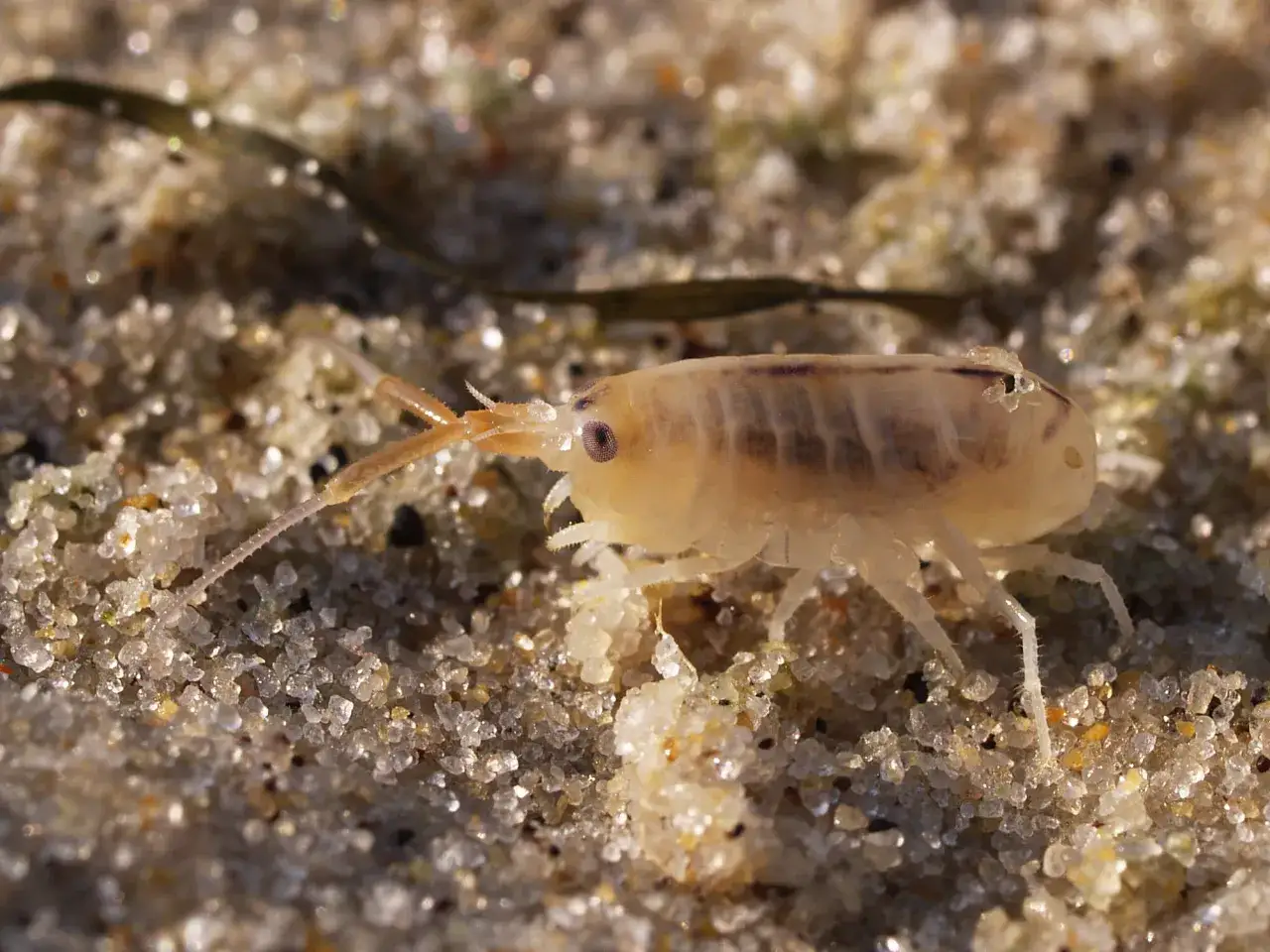Une puce des sables, petite créature translucide, se déplace sur le sable fin, ses antennes explorant le terrain.