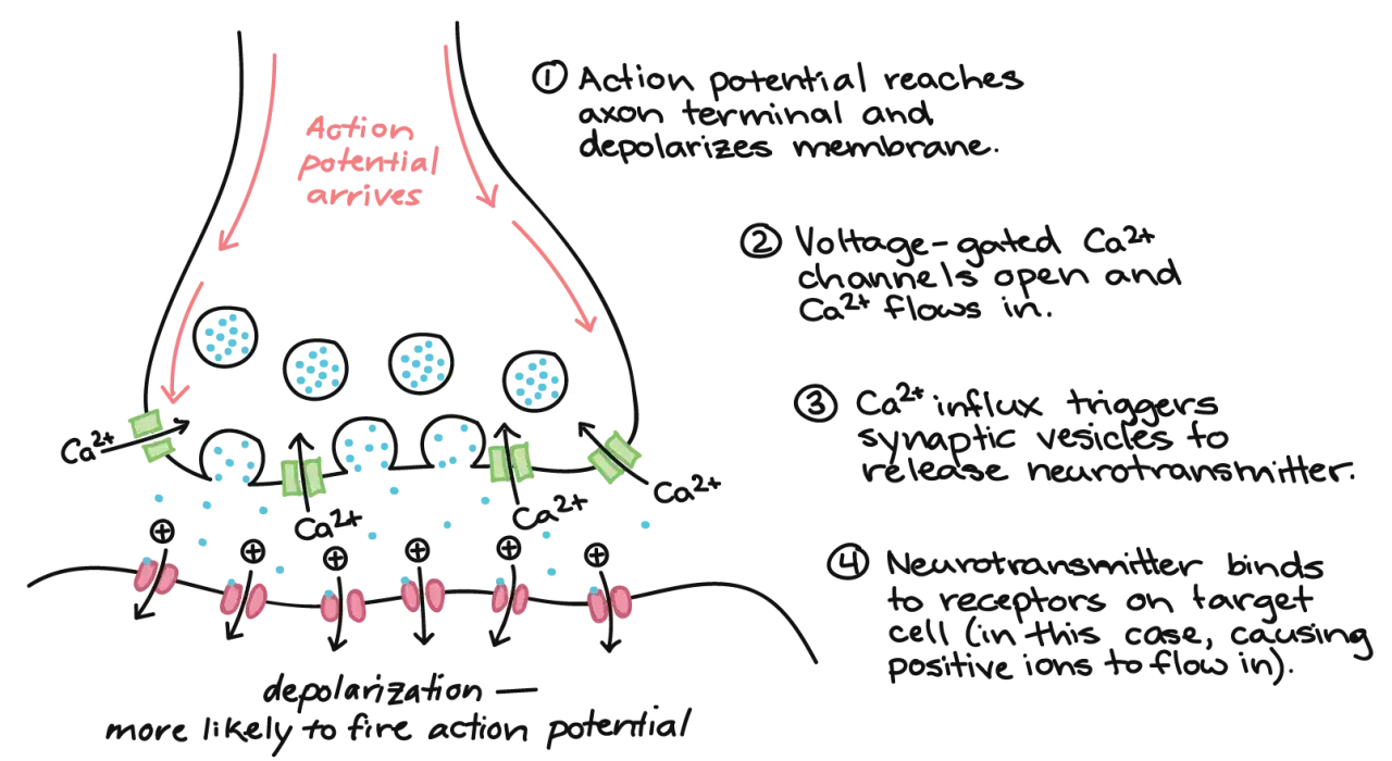 Schéma d'une synapse montrant le flux d'ions Ca2+ et la libération de neurotransmetteurs, illustrant l'électricité dans le corps.