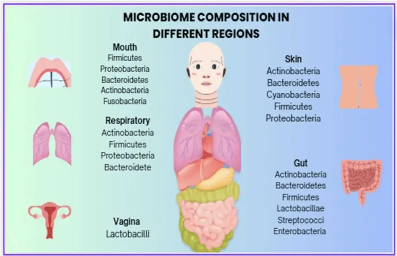 Composition du microbiome dans différentes régions du corps humain, montrant le nombre de bactéries dans la bouche, les voies respiratoires, la peau, le vagin et l'intestin.