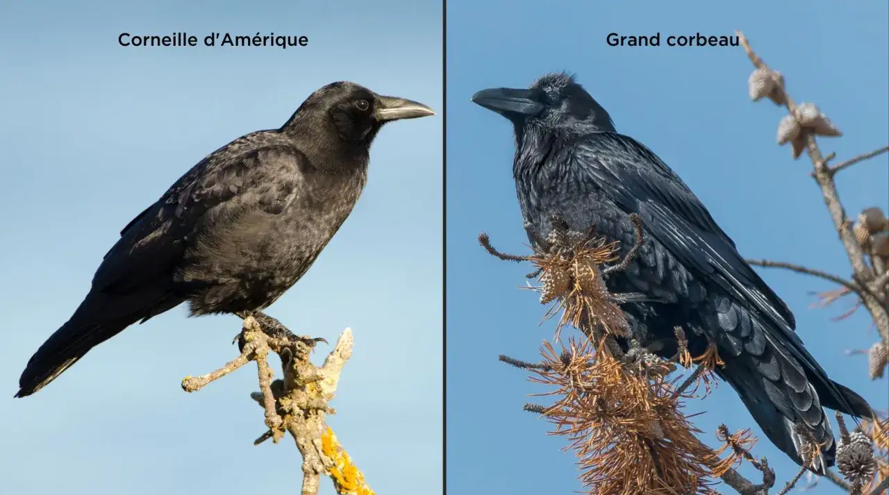 Deux oiseaux noirs, une corneille d'Amérique et un grand corbeau, perchés sur des branches.