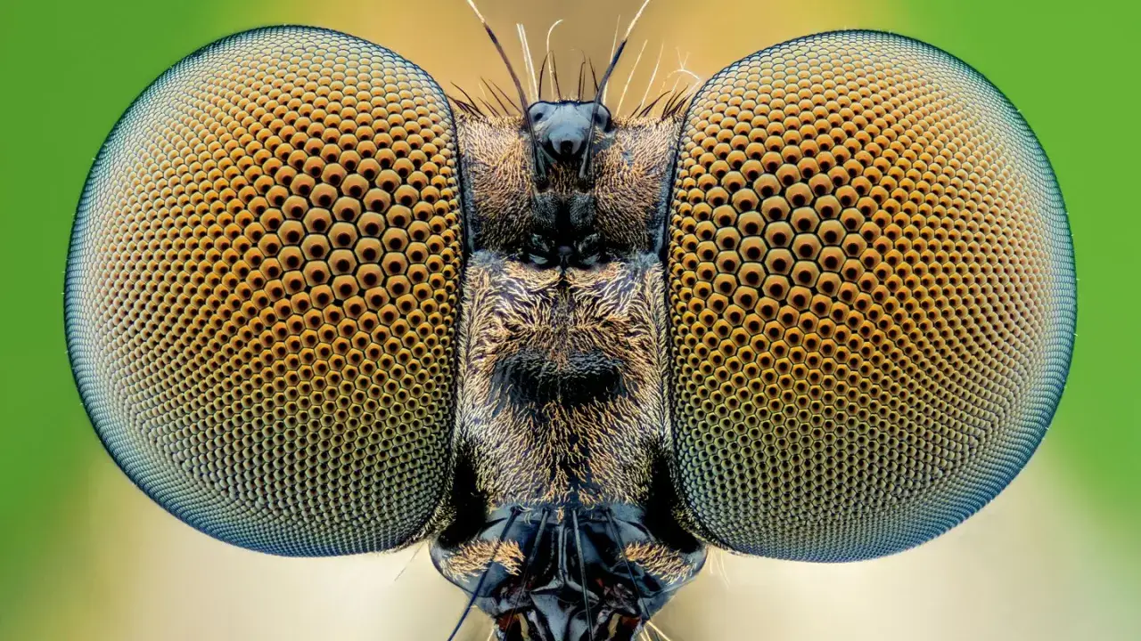 Gros plan sur les yeux de mouche, composés de milliers de facettes hexagonales dorées et bleues, sur fond vert.