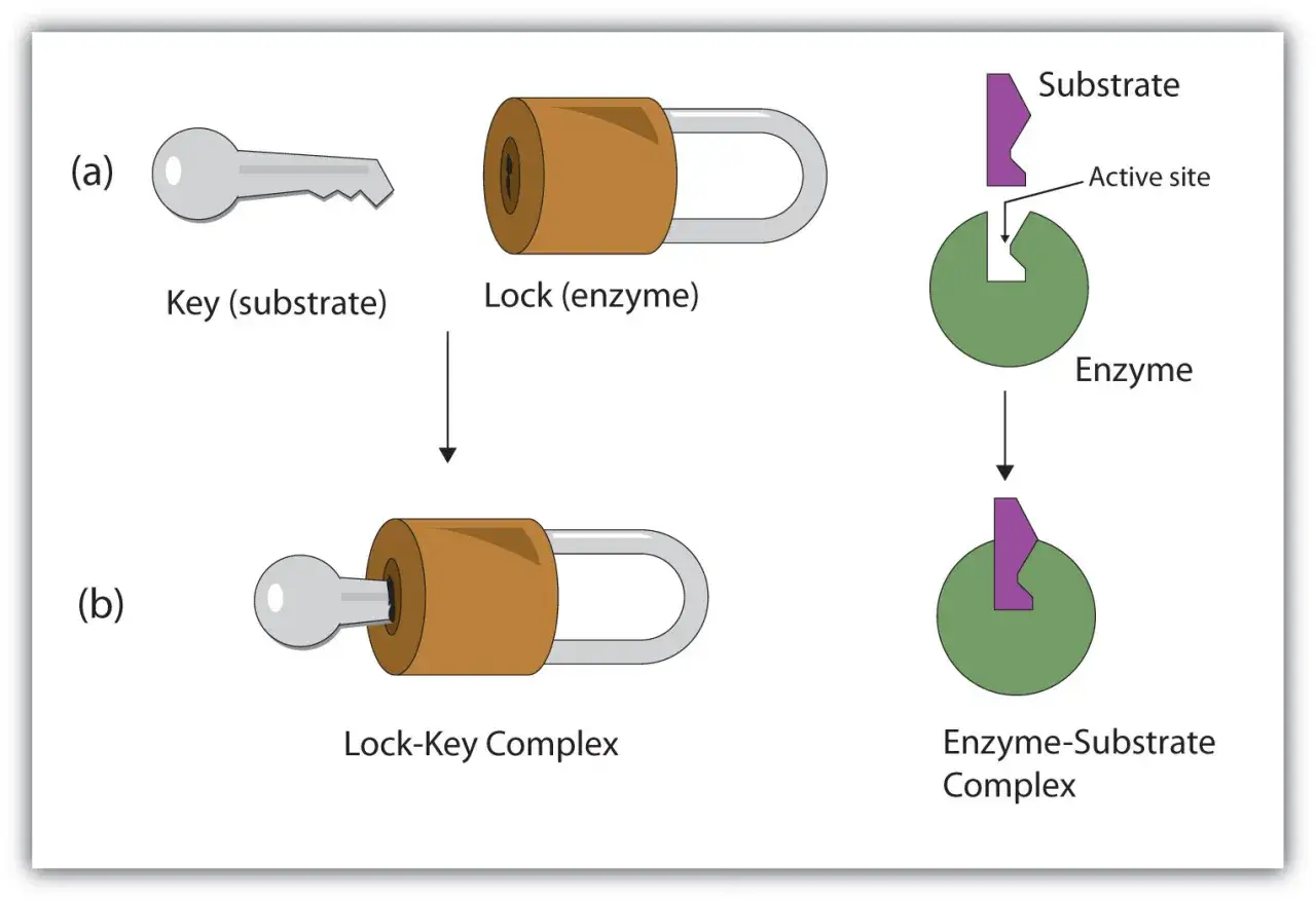 Schéma illustrant la formation d'un complexe enzyme substrat, comparant une clé et une serrure à une enzyme et son substrat.