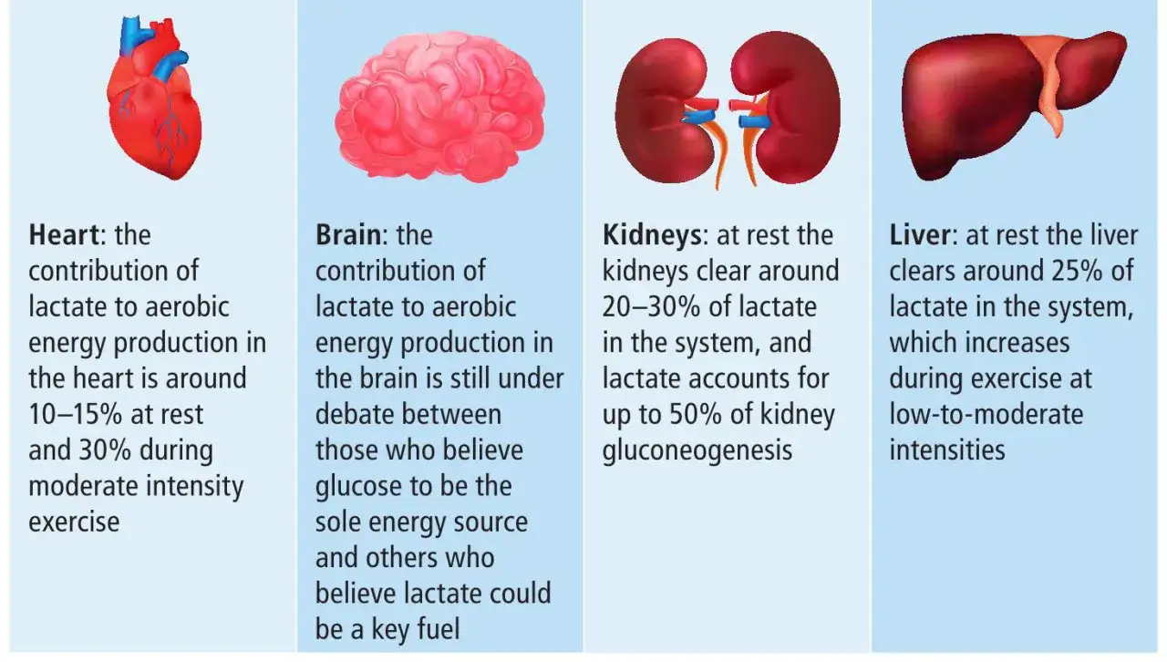 Le cœur, le cerveau, les reins et le foie utilisent le lactate, produit par un muscle en activité, comme source d'énergie.