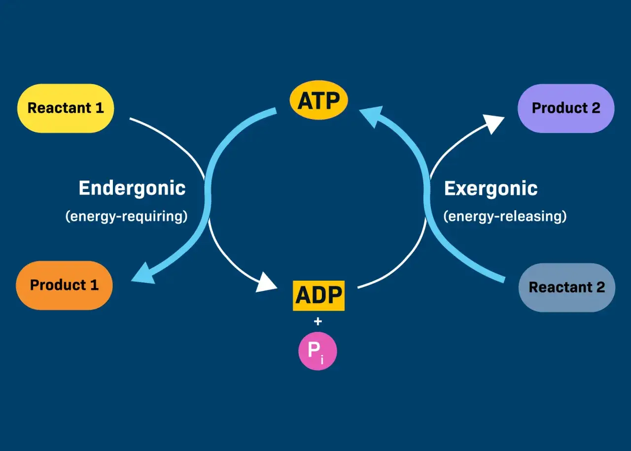 Schéma illustrant le cycle de l'ATP, montrant l'hydrolyse de l'ATP en ADP et Pi, libérant de l'énergie pour des réactions exergoniques.