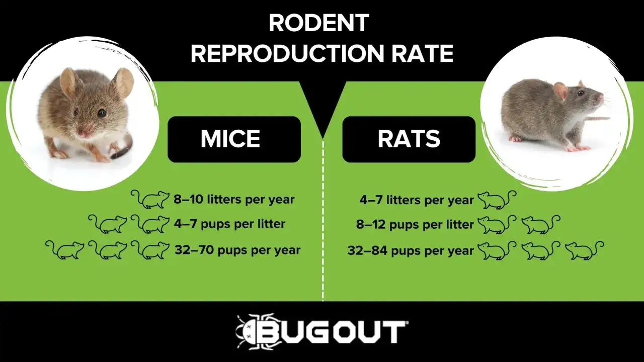 Comparaison de la reproduction des rongeurs : la portée de rat est impressionnante, avec 4 à 7 portées par an et 8 à 12 petits par portée.