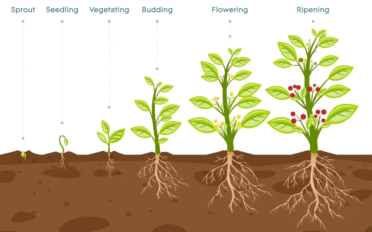 Illustration des étapes de la croissance des plantes : germe, jeune pousse, végétative, floraison et fructification.