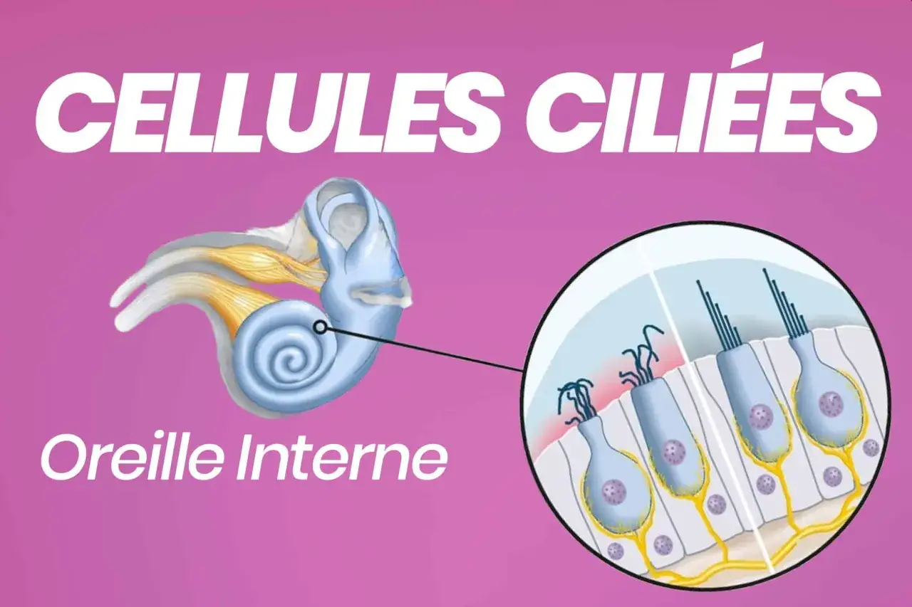 Schéma de l'oreille interne montrant le fonctionnement des cellules ciliées, essentielles à l'audition.