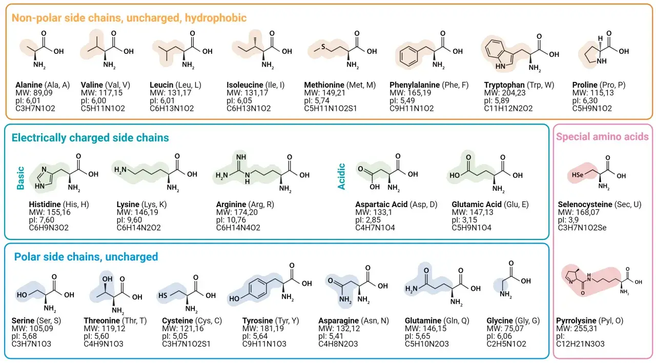 Composition de divers acides aminés, montrant leurs structures chimiques et leurs propriétés.