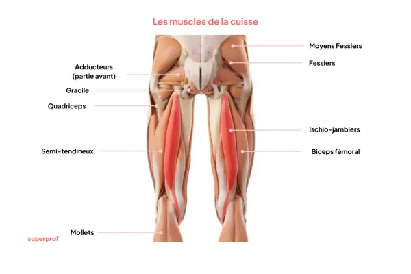 Anatomie de la cuisse : le muscle qui bouge tout seul, le quadriceps, est mis en évidence en rouge.