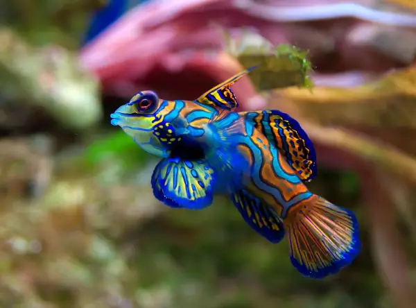 Un poisson rare et beau, un mandarin aux couleurs vives, nage dans un récif corallien.