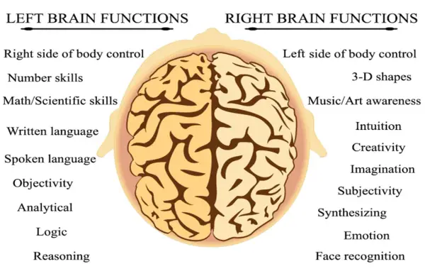 Vue aérienne du cerveau divisé en zones : fonctions du cerveau gauche (logique, langage) et du cerveau droit (créativité, émotions).