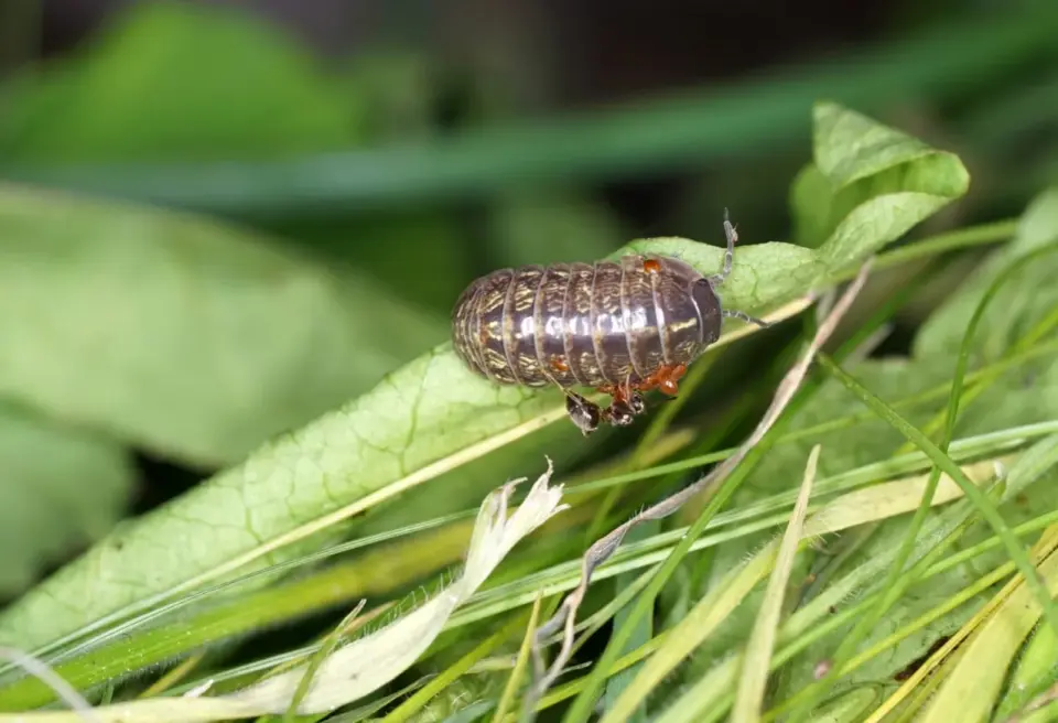 Cloporte ou insecte ? Ce que révèle sa présence